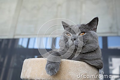 British shorthair cat blue-gray color and orange eyes, Pure and beautiful breed are sitting Stock Photo