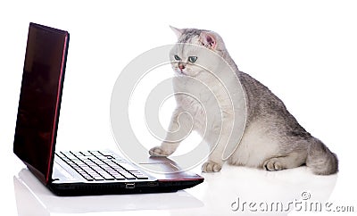 QUAND VOUS RENTREZ BOURRE... British-shorthair-cat-computer-breed-white-background-51141513