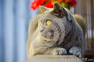 British Shorthair Cat Stock Photo