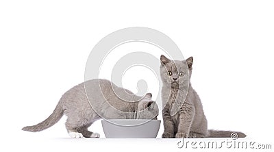 British Shorthair kittens on white background Stock Photo