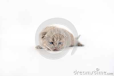 British Shorthair cat, lilac color a cute and beautiful baby kitten. Learn to walk on a white background Stock Photo