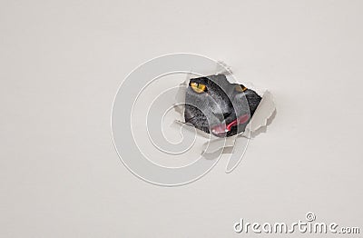 British shorthair cat looking out through the hole in white carton. Lookout or surveillance concept. Agression or Stock Photo