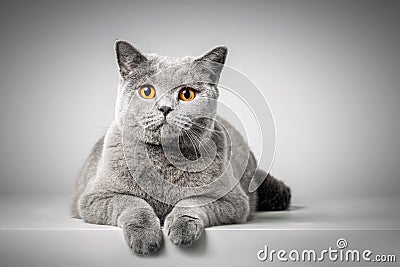 British Shorthair cat lying on white table Stock Photo