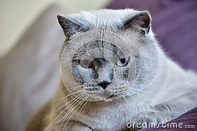 Colorpoint British shorthair cat portrait Stock Photo