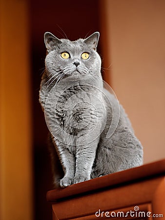 British shorthair cat Stock Photo