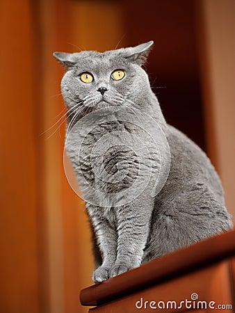 British shorthair cat Stock Photo