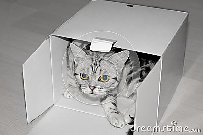 British short hair cat in white box Stock Photo