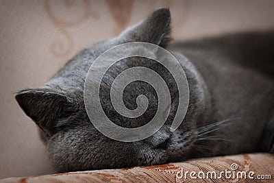 British shorthair cat sleeps on couch Stock Photo
