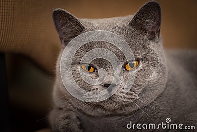 British shorthair cat smiling Stock Photo