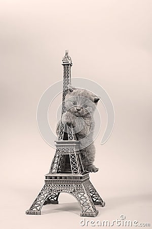 Kitten climbing in Tour Eiffel Stock Photo