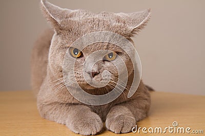 British shorthair cat unhappy closeup, looking directly at the camera its ears in different directions Stock Photo