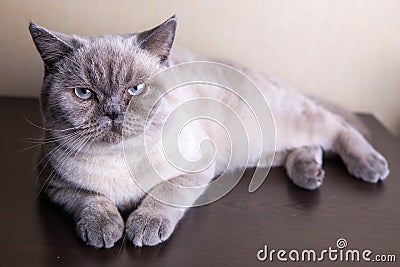 British shorthair colorpoint cat Ludwig Stock Photo