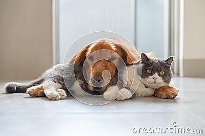 British Shorthair and Golden Retriever get along Stock Photo