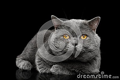 British shorthair grey cat with big wide face on Black background Stock Photo