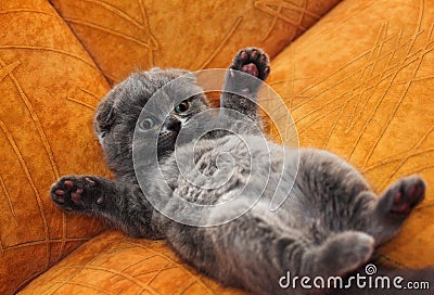 British Shorthair kitten Stock Photo