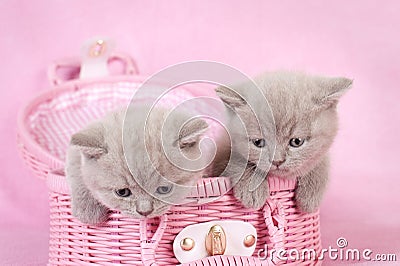 British shorthair kitten Stock Photo