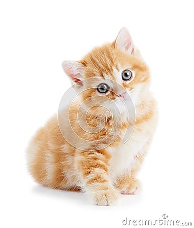 British Shorthair kitten cat isolated Stock Photo