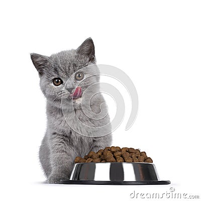 British Shorthair kitten with dry food on white background Stock Photo