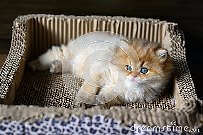 British Shorthair kitten Golden color lying in a cardboard box scratching cat`s claws, view from above Stock Photo