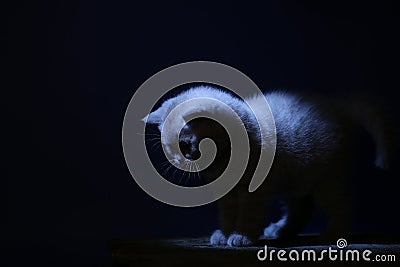 British Shorthair kitten, isolated portrait, mysterious Stock Photo