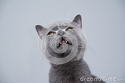 british shorthair kitten making silly face with copy space Stock Photo