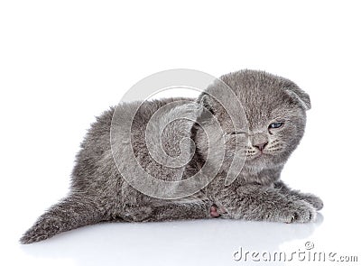 British shorthair kitten scratching. on white backgroun Stock Photo