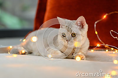 British shorthair kitten silver color lying on a bed decorated with many small lights Stock Photo