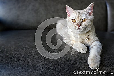 British shorthair kitten silver color was sitting on the dark sofa in the house Stock Photo