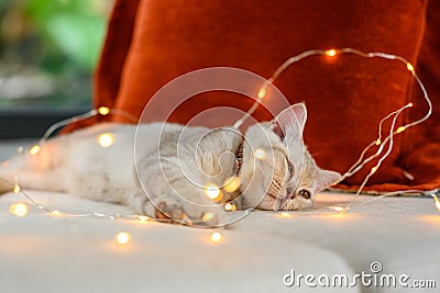 British shorthair kitten silver color Was sleepy and almost asleep on a bed decorated with many small lights Stock Photo