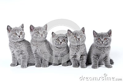 British Shorthair kittens Stock Photo