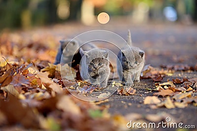 British Shorthair kittens among autumn leaves Stock Photo