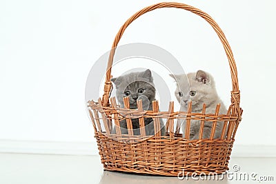 British Shorthair kittens in basket, isolated portrait Stock Photo