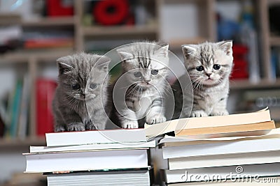 British Shorthair kittens and books Stock Photo