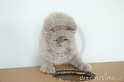 Kittens playing with a cardboard box with holes Stock Photo