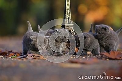 British Shorthair kittens and Tour Eiffel Stock Photo