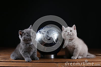 Kittens and world globe Stock Photo