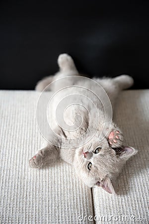 The British Shorthair lilac cat, cute and beautiful kitten, is sleepy on a cloth cushion, lying on his back. Relaxing posture is Stock Photo