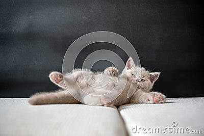 The British Shorthair lilac cat, cute and beautiful kitten, is sleepy on a cloth cushion, lying on his back. Relaxing posture is Stock Photo