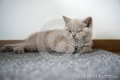 British Shorthair lilac cat, cute and beautiful kitten is sleepy, sitting on the floor, relaxed posture Stock Photo