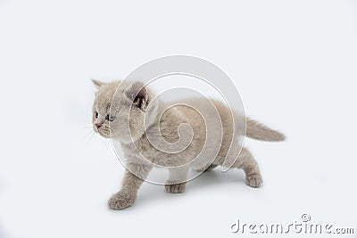 The British Shorthair lilac cat, a cute and beautiful kitten, is standing looking and wondering Stock Photo