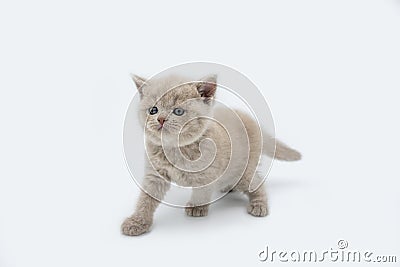 The British Shorthair lilac cat, a cute and beautiful kitten, is standing looking and wondering on a white background Stock Photo