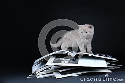 British Shorthair Lilac kitten sitting on newspapers Editorial Stock Photo