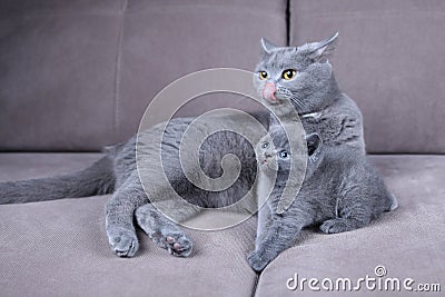 British Shorthair mom cat taking care of her kittens, sofa Stock Photo
