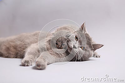 British Shorthair mother with her kitten Stock Photo