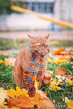 British shorthair red cat in autumn Stock Photo