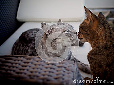 British shorthair and Savannah cat Stock Photo