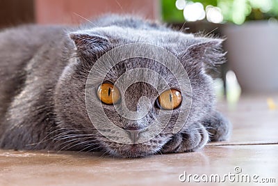 British shorthair sitting on tiled floor Stock Photo