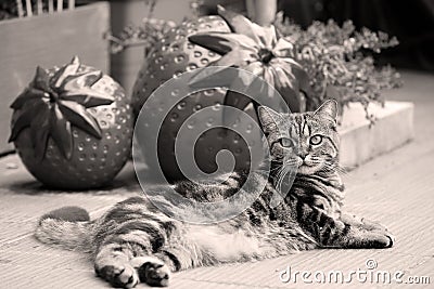 British Shorthair Tabby sitting in the yard Stock Photo