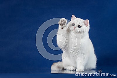 British white shorthair playful cat with magic Blue eyes put his paw up, like saying Hello. Britain kitten sitting on Stock Photo