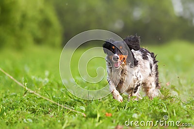 Brittany dog plays with a flirt tool Stock Photo